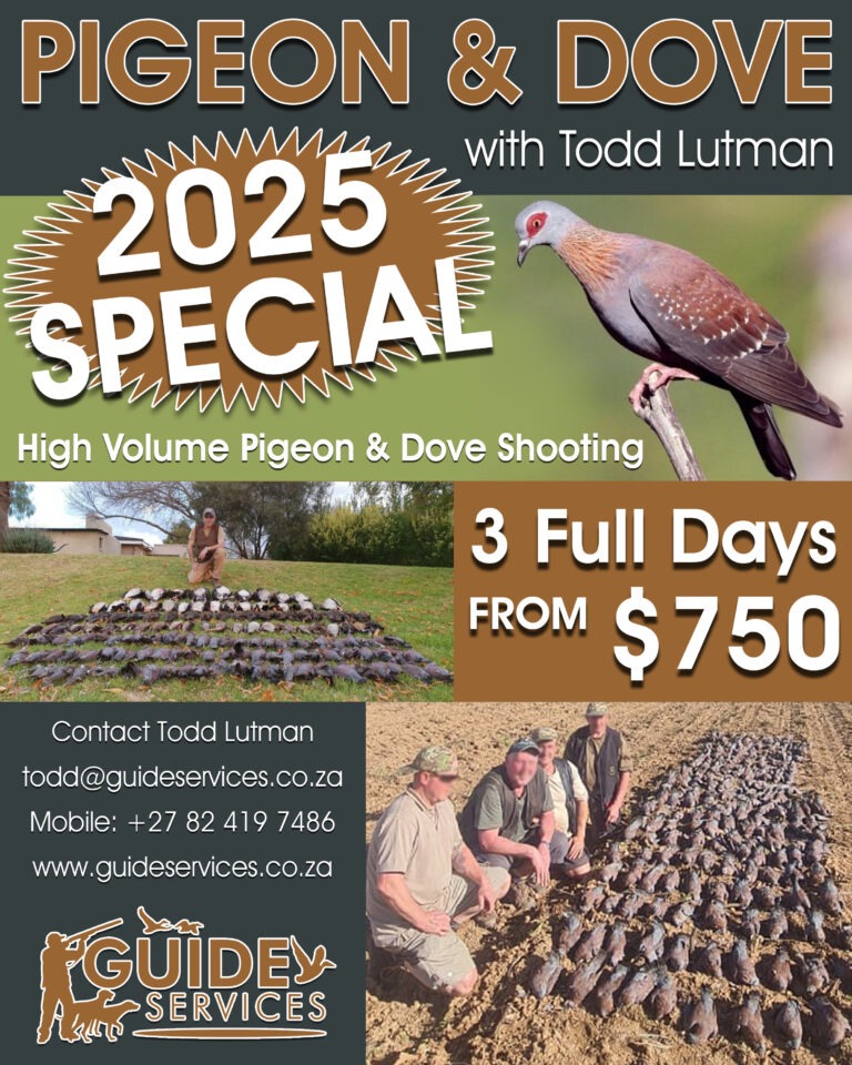 Pigeon & Dove Shooting, High Volume